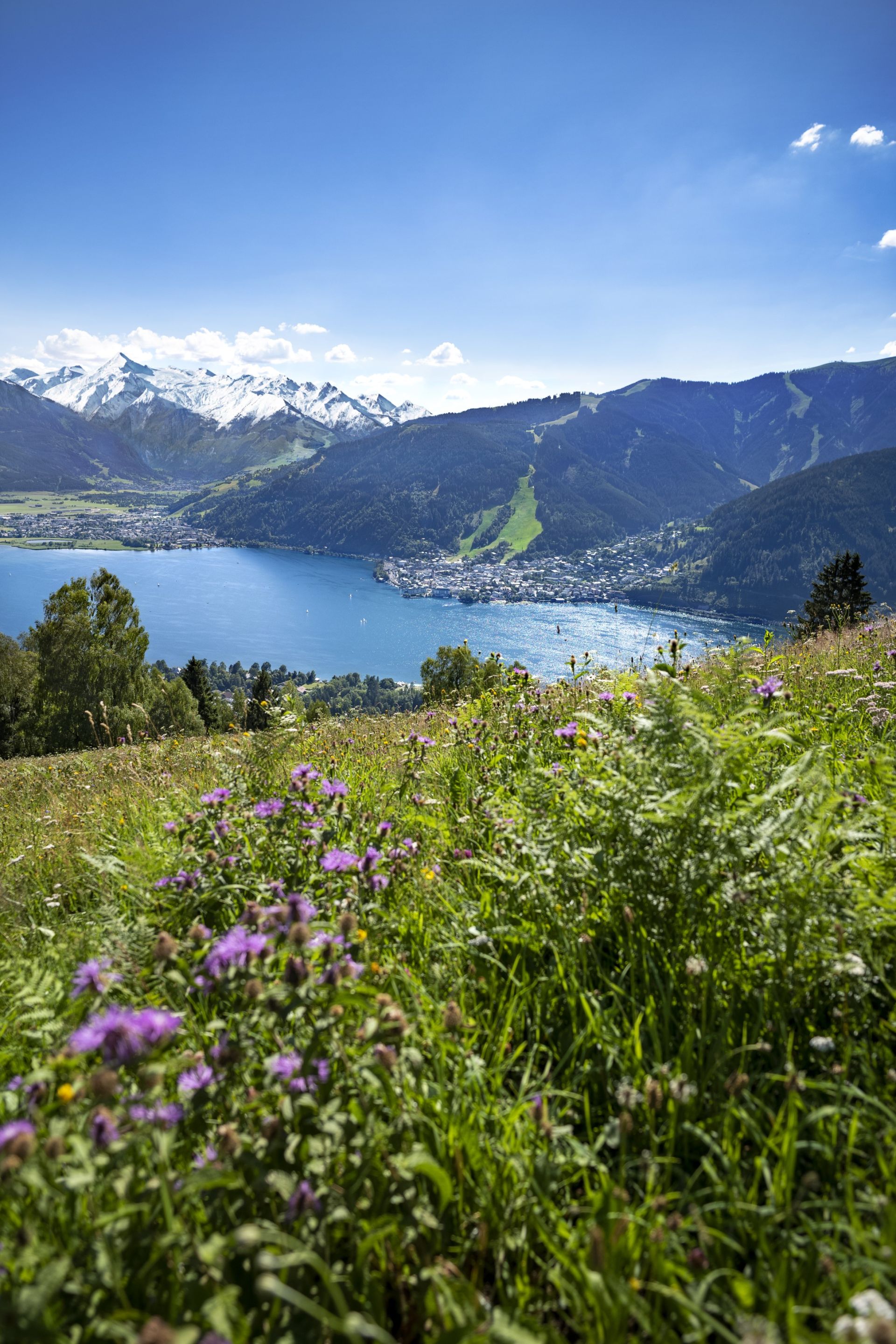 Zeller See und Schmittenhöhe hinter einer blühenden Bergwiese