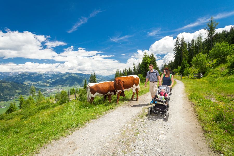 Familie mit Kinderwagen und Kühen beim Wandern auf der Schmittenhöhe