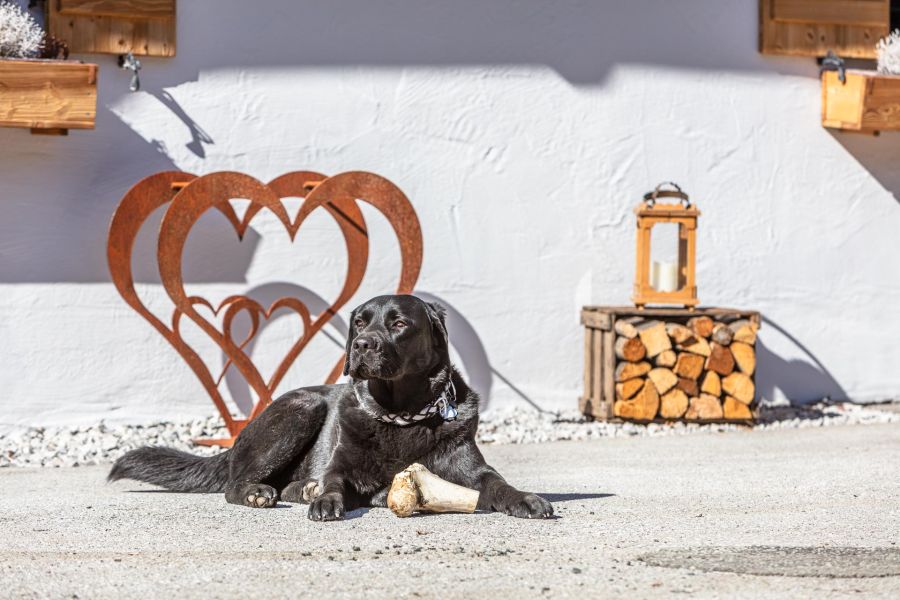 Bild des Hofhundes